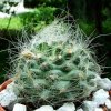 Pediocactus _paradinei _RP80 _01